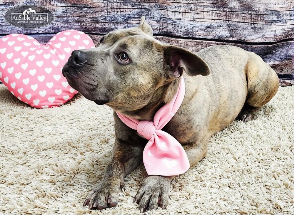 Raffie, Adoptable, Adult Male Mixed Breed.