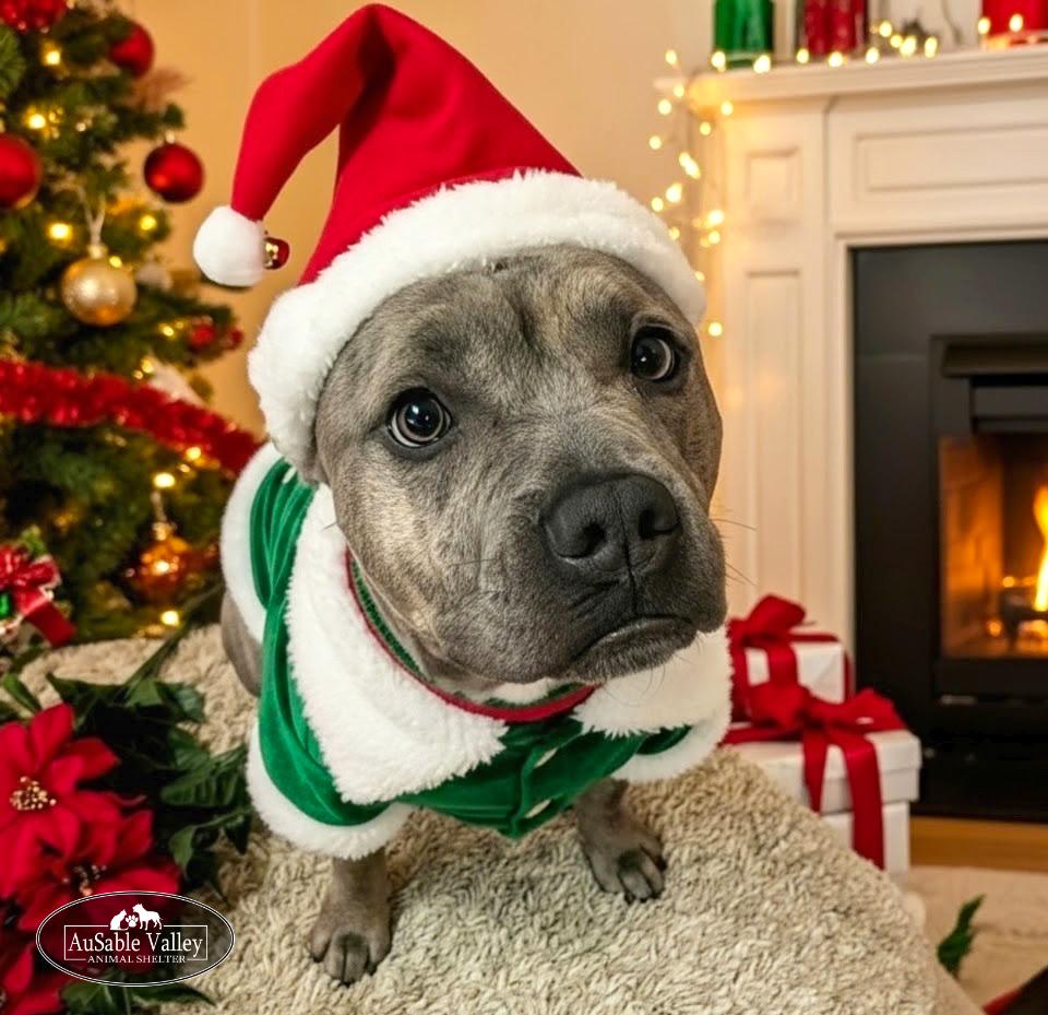 Raffie, a Adoptable Mixed Breed in Grayling, MI image 6/6