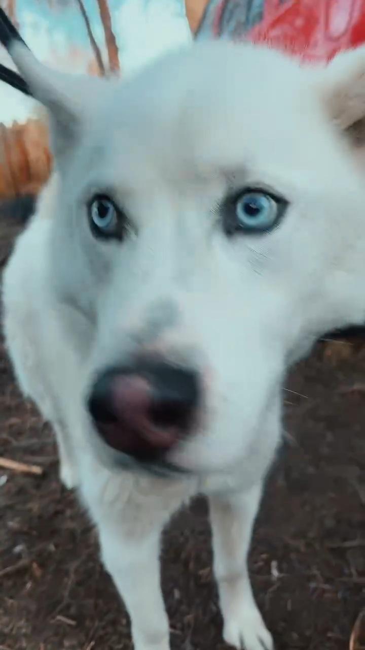 Loki thumbnail 2