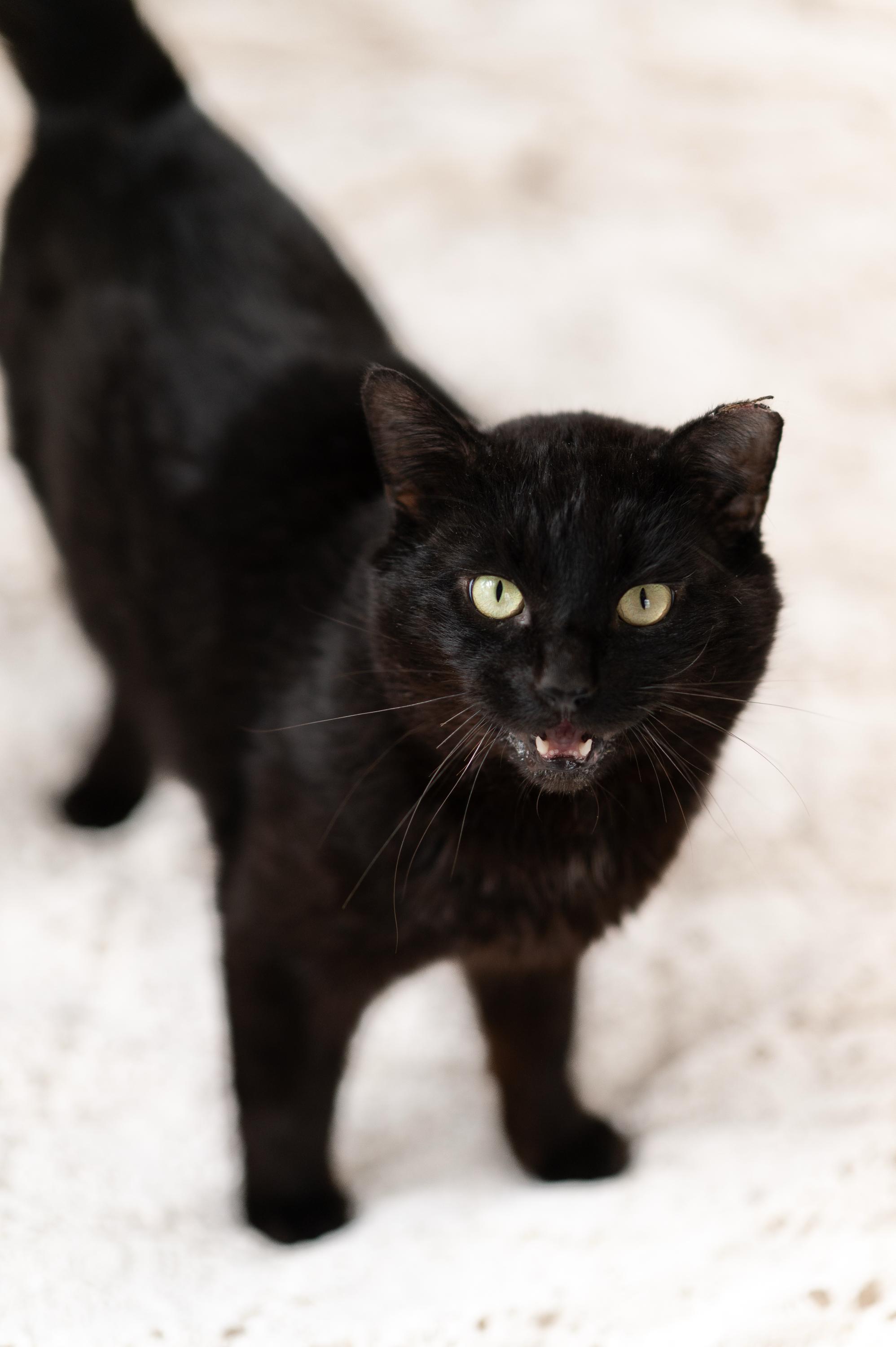 Enlarge Calvin, a ADOPTABLE Domestic Short Hair in Seattle, WA image 3/6