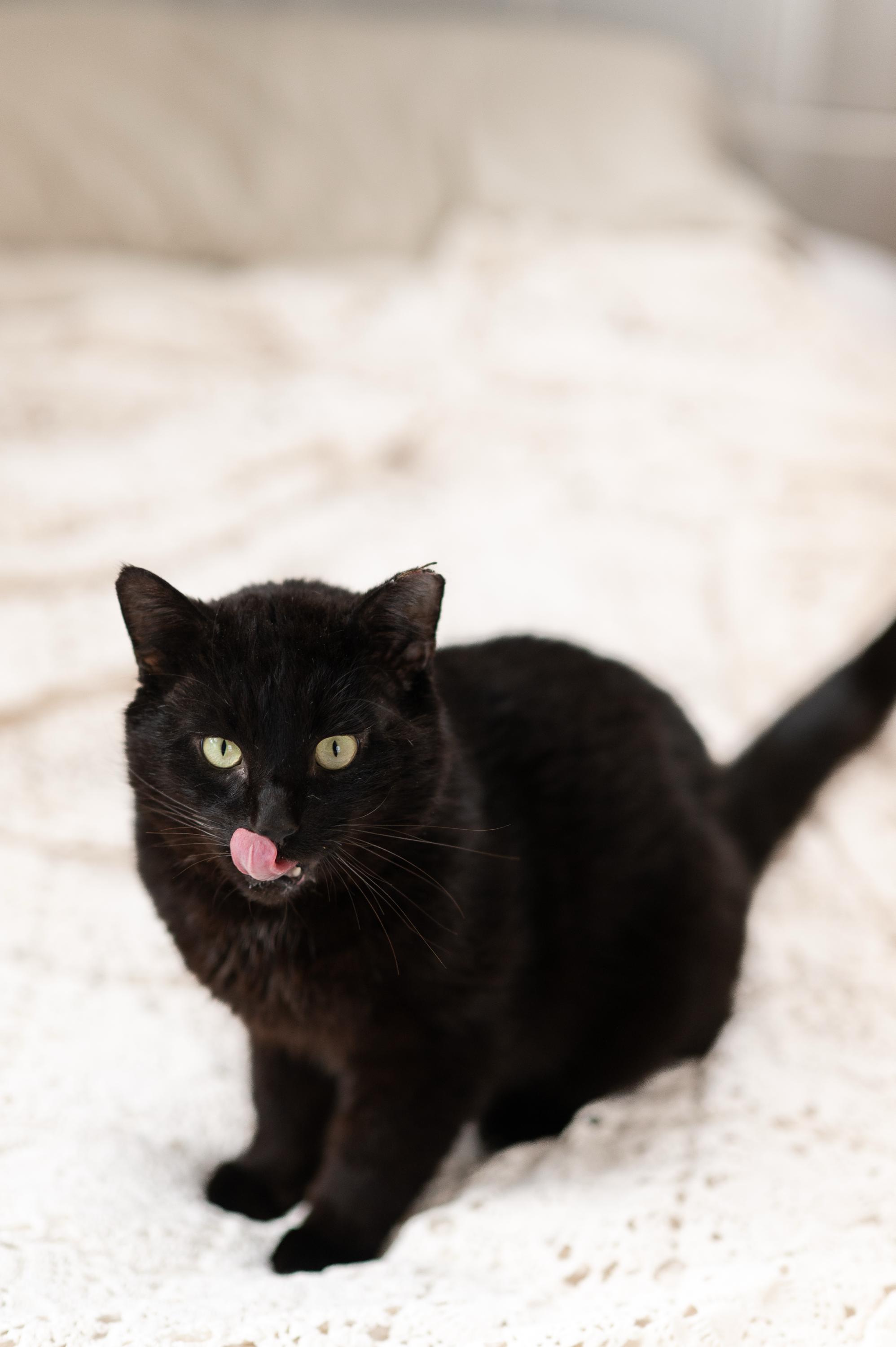 Enlarge Calvin, a ADOPTABLE Domestic Short Hair in Seattle, WA image 5/6