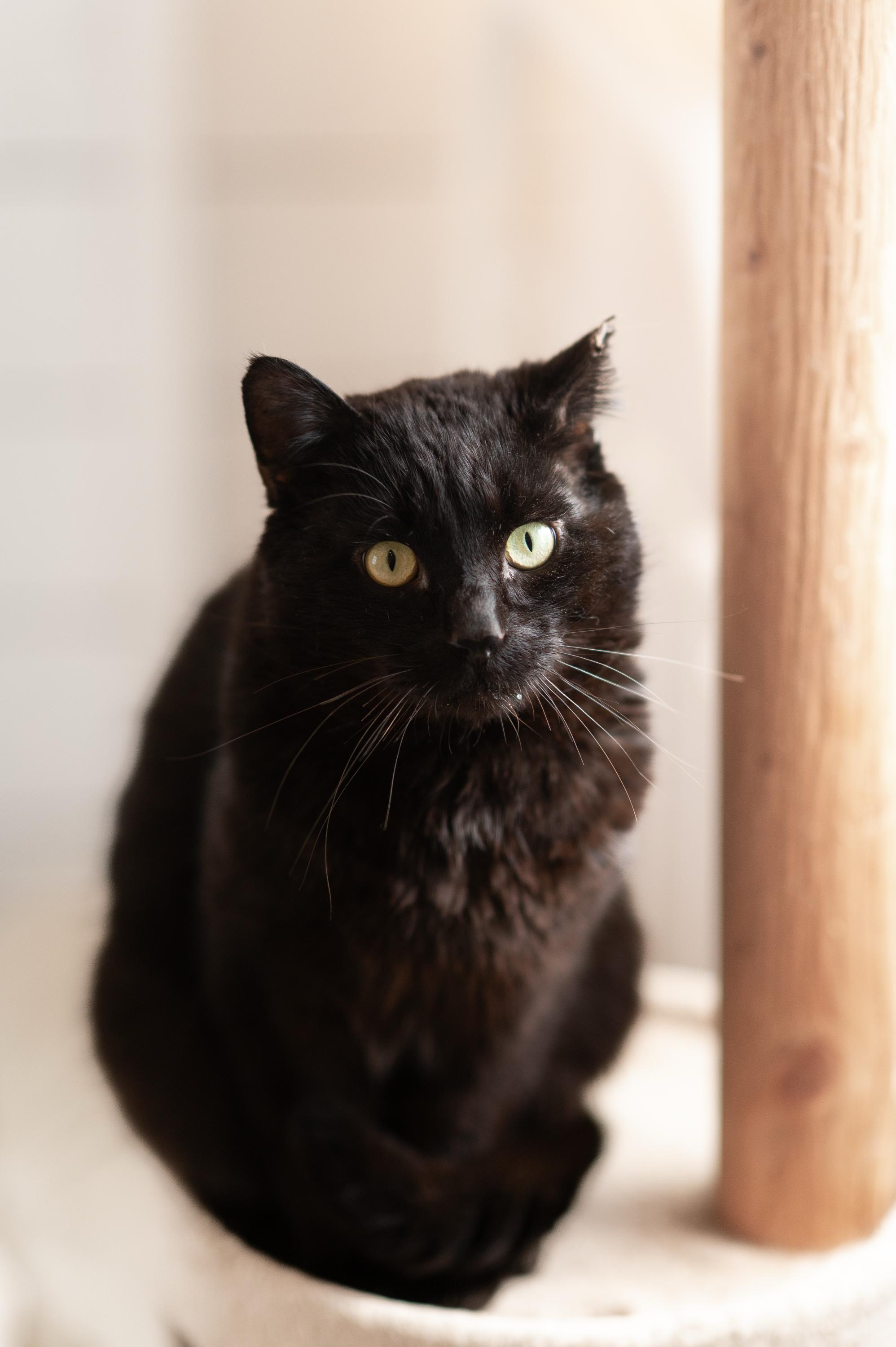 Enlarge Calvin, a ADOPTABLE Domestic Short Hair in Seattle, WA image 4/6