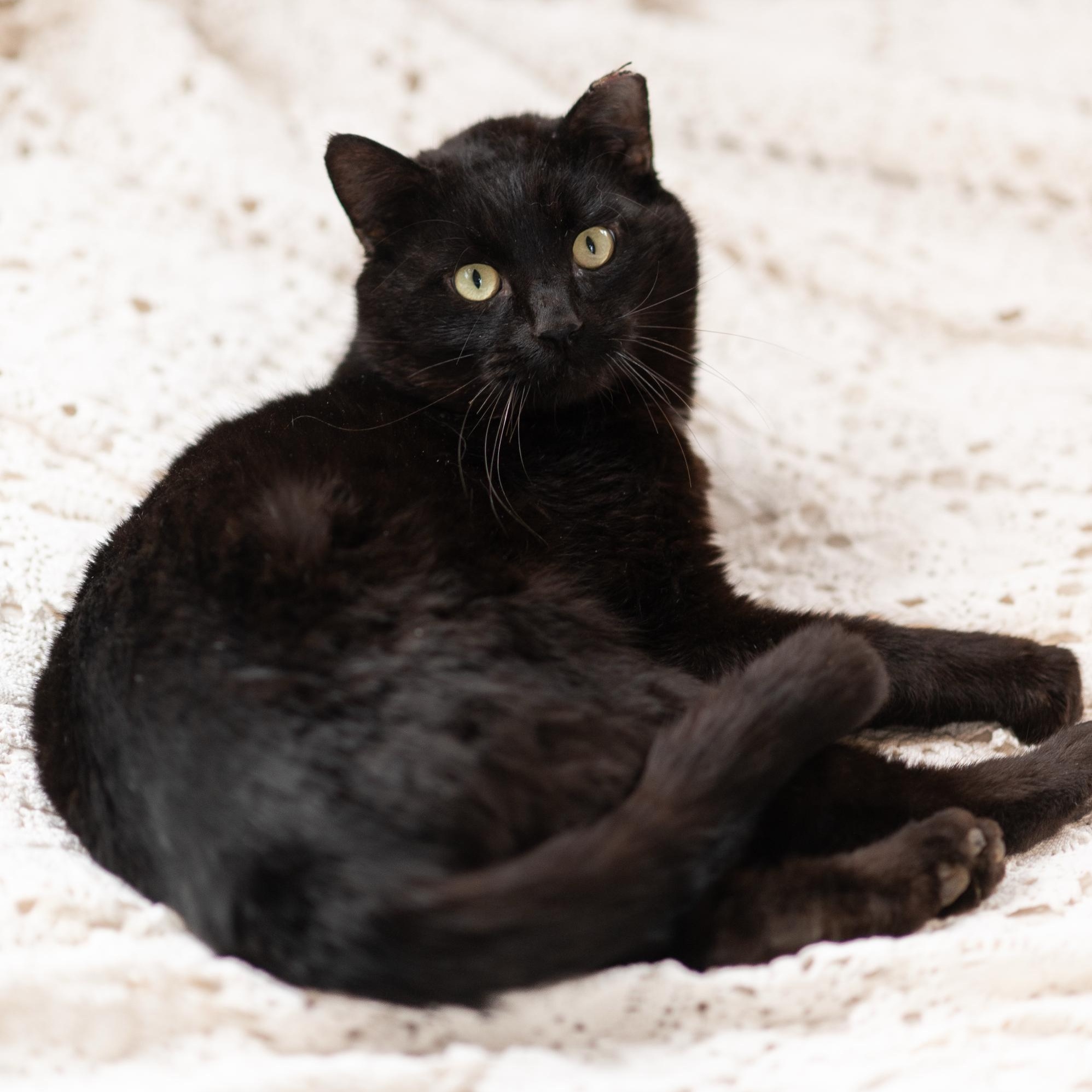 Enlarge Calvin, a ADOPTABLE Domestic Short Hair in Seattle, WA image 1/6