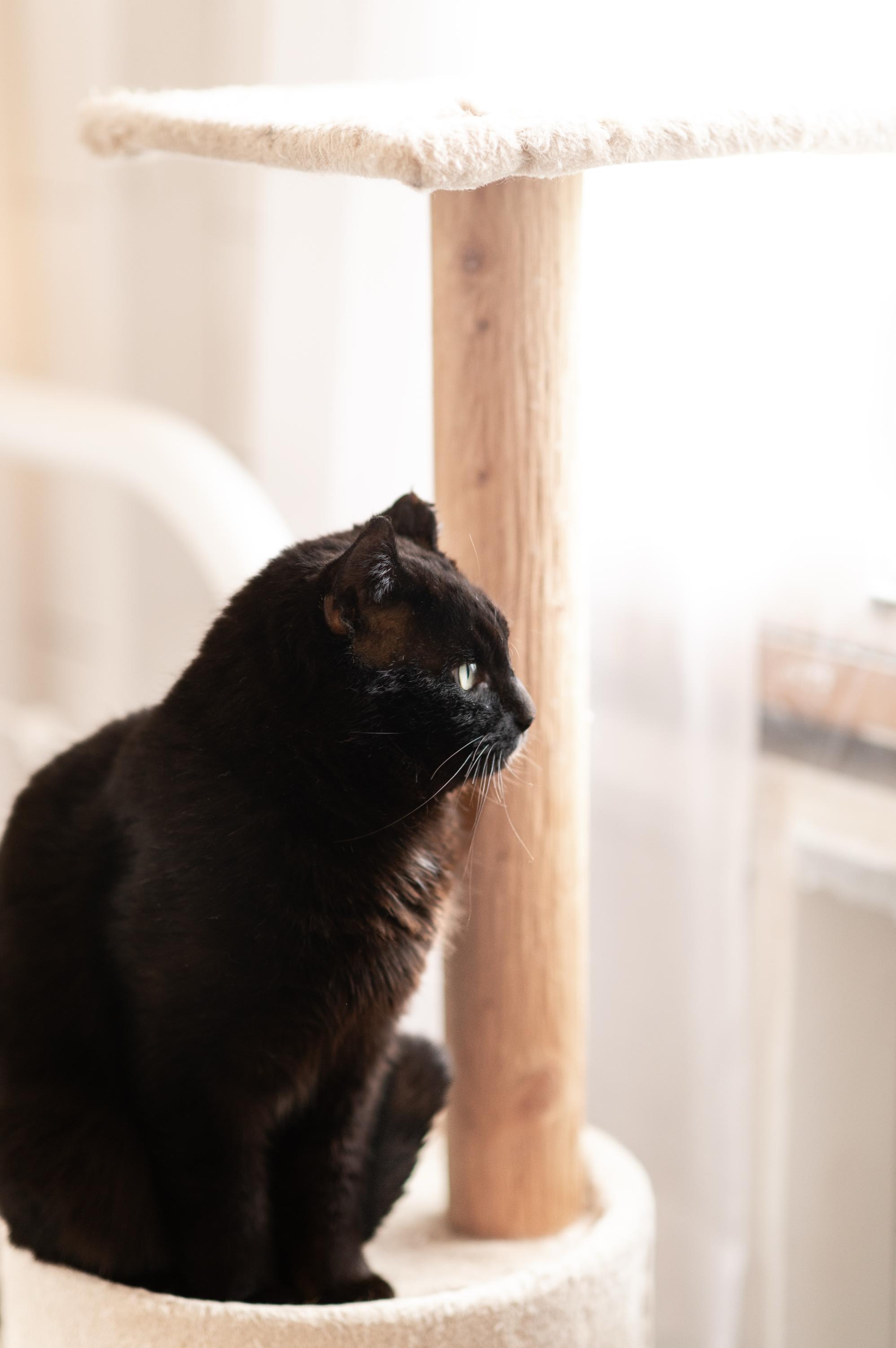 Enlarge Calvin, a ADOPTABLE Domestic Short Hair in Seattle, WA image 2/6