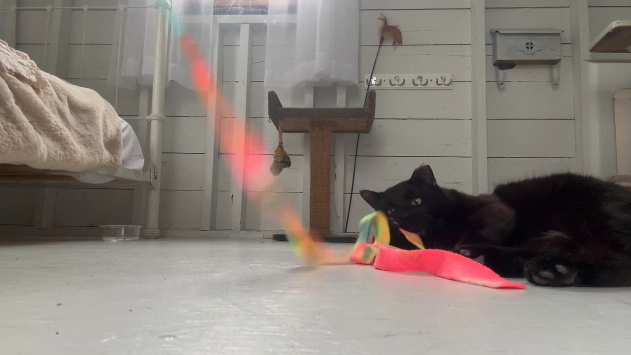 Enlarge Calvin, a ADOPTABLE Domestic Short Hair in Seattle, WA video 6/6