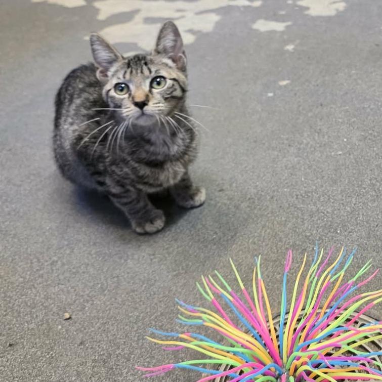 Ollie, ADOPTABLE, Kitten • Male, American Bobtail & Domestic Short Hair.