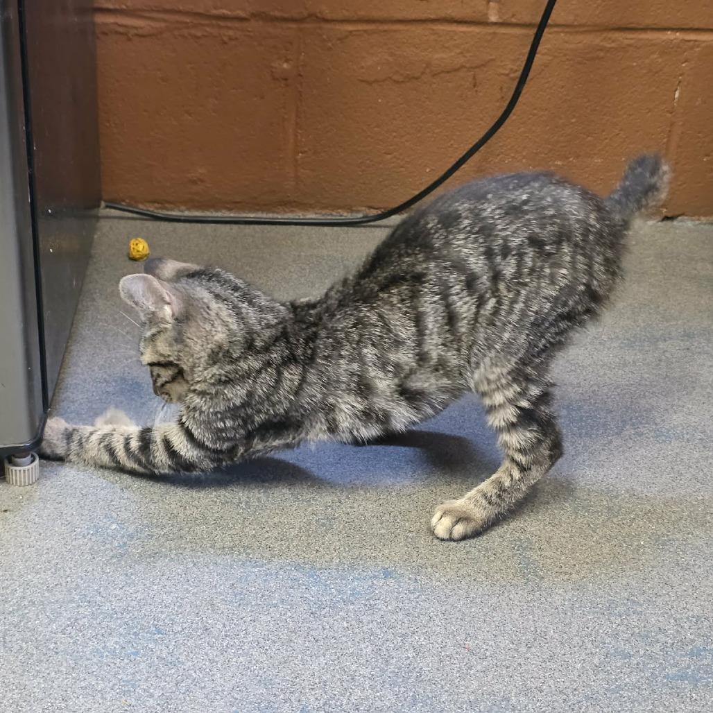 Enlarge Ollie, a Adoptable mixed breed in Pine Mountain, GA image 4/6
