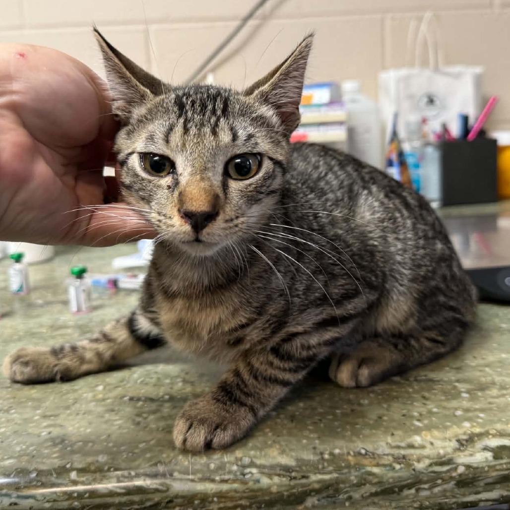 Enlarge Ollie, a Adoptable mixed breed in Pine Mountain, GA image 5/6