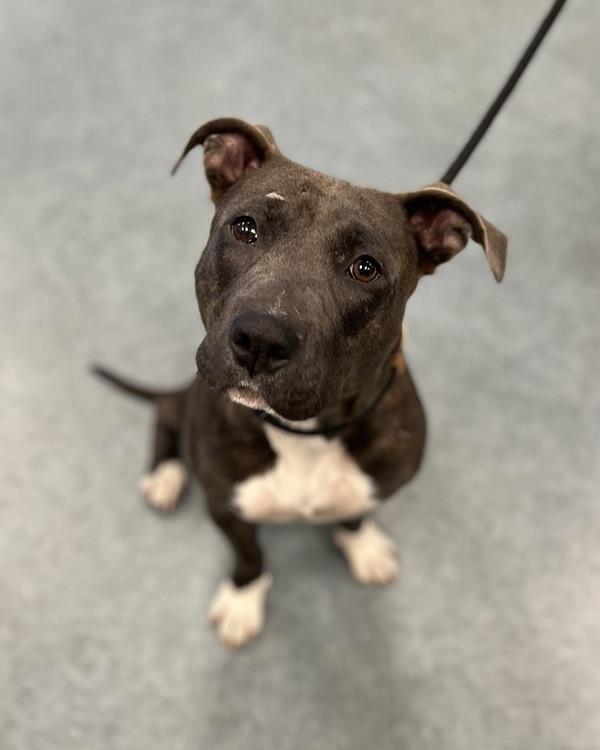 Dawn, Adoptable, Adult Female Pit Bull Terrier.