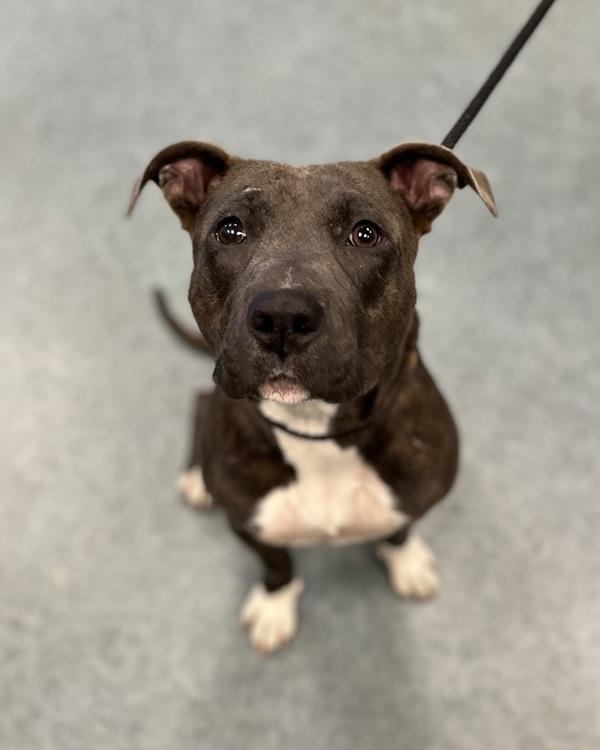 Enlarge Dawn, a Adoptable mixed breed in Richmond, VA image 2/4