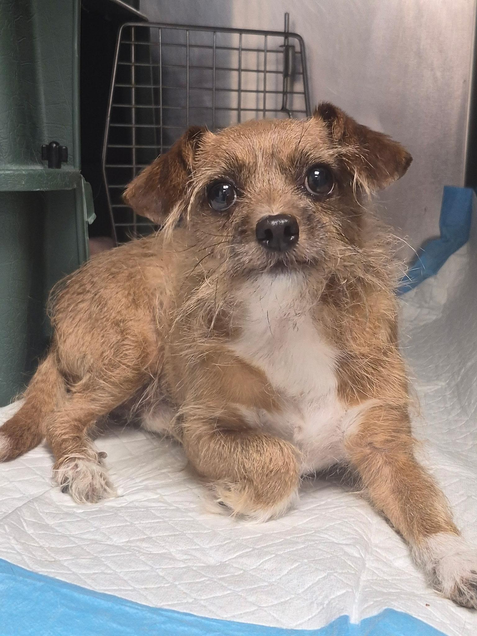 Napoleon, Adoptable, Senior Male Terrier.