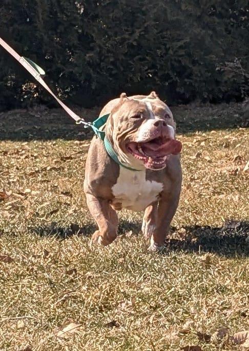 Enlarge Binky, a Adoptable mixed breed in Renfrew, PA image 2/6