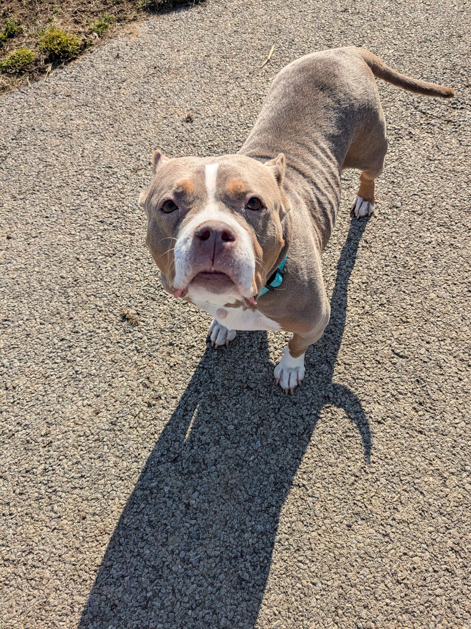 Enlarge Binky, a Adoptable mixed breed in Renfrew, PA image 5/6