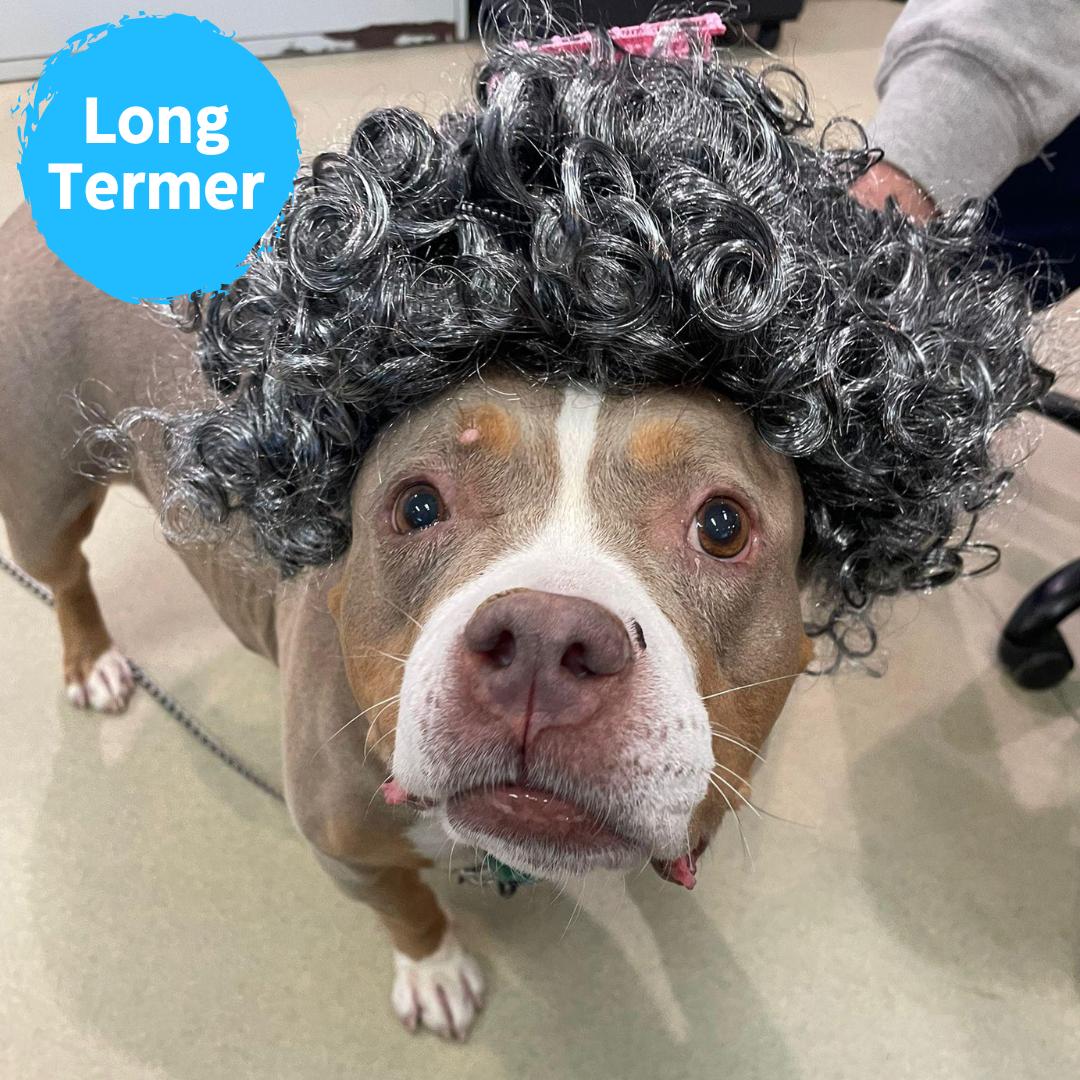 Binky, Adoptable, Senior Female Pit Bull Terrier.