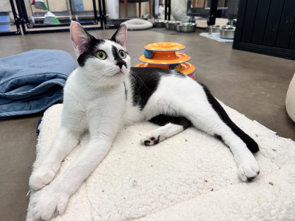Enlarge Pippin, a Adoptable Domestic Short Hair in Cary, NC image 1/3