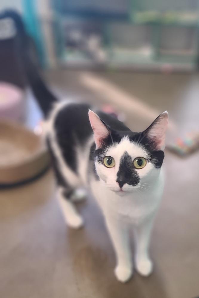 Enlarge Pippin, a Adoptable Domestic Short Hair in Cary, NC image 1/2