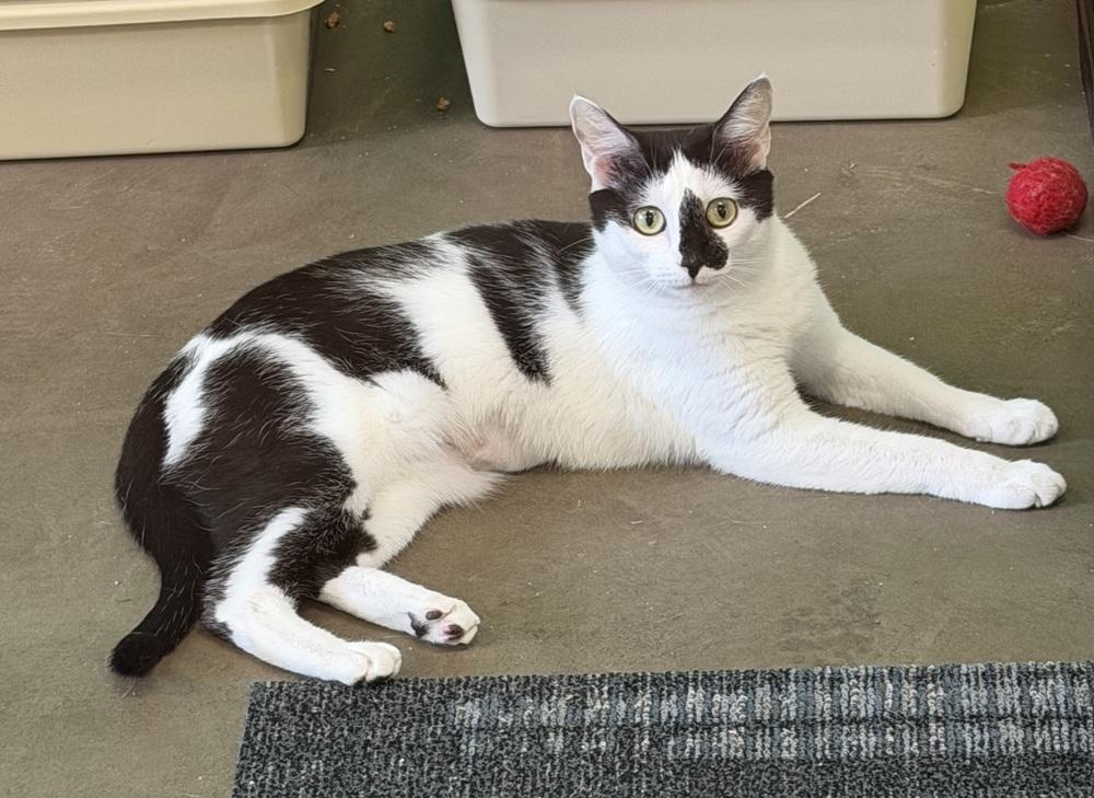 Pippin, a Adoptable Domestic Short Hair in Cary, NC image 1/2
