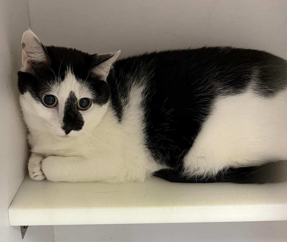 Pippin, a Adoptable Domestic Short Hair in Cary, NC image 2/2