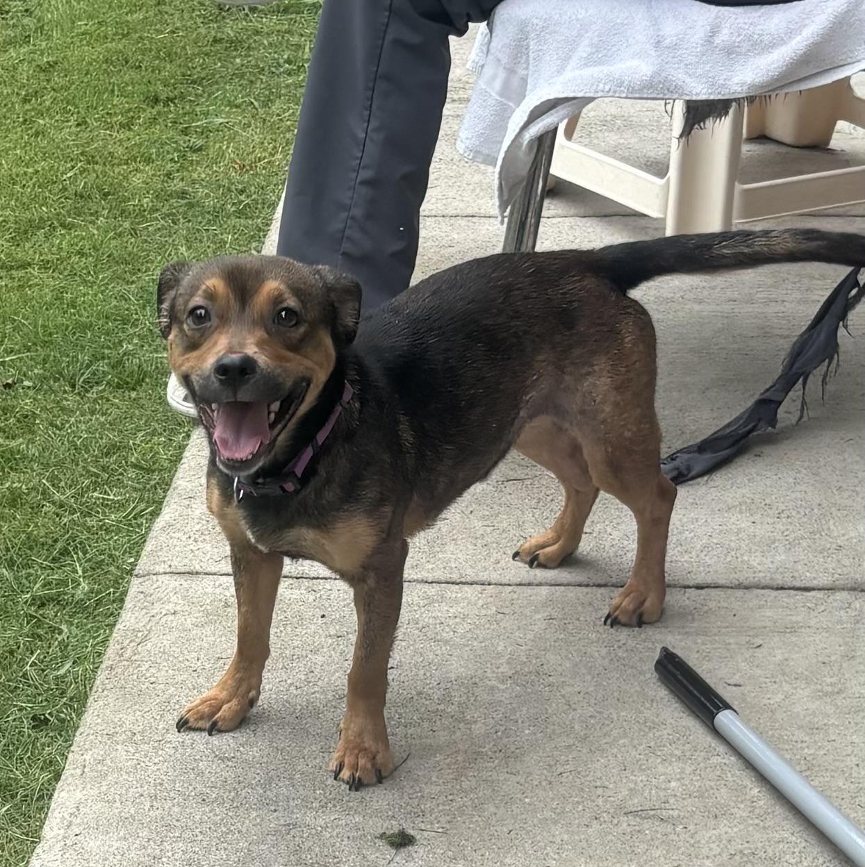 Enlarge Reeses, a Adopted mixed breed in Dallas, TX image 1/2