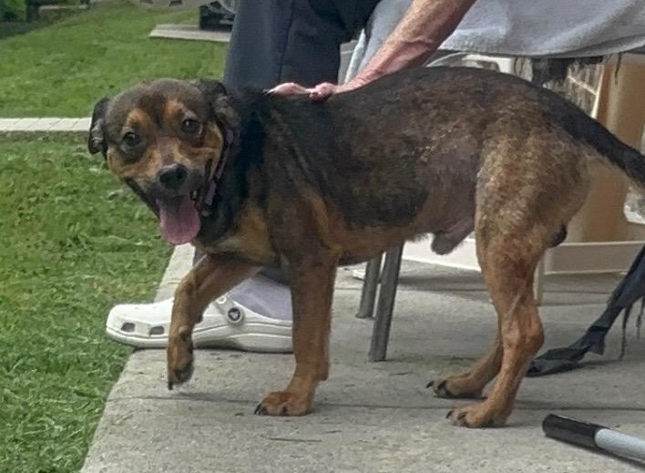 Enlarge Reeses, a Adopted mixed breed in Dallas, TX image 2/2