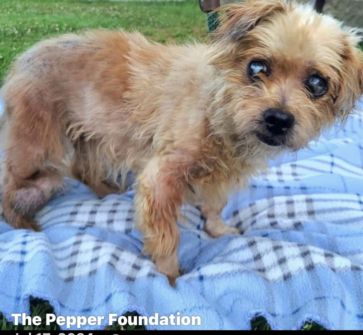 Enlarge Benjamin Button, a Adoptable Brussels Griffon in Studio City, CA image 1/1