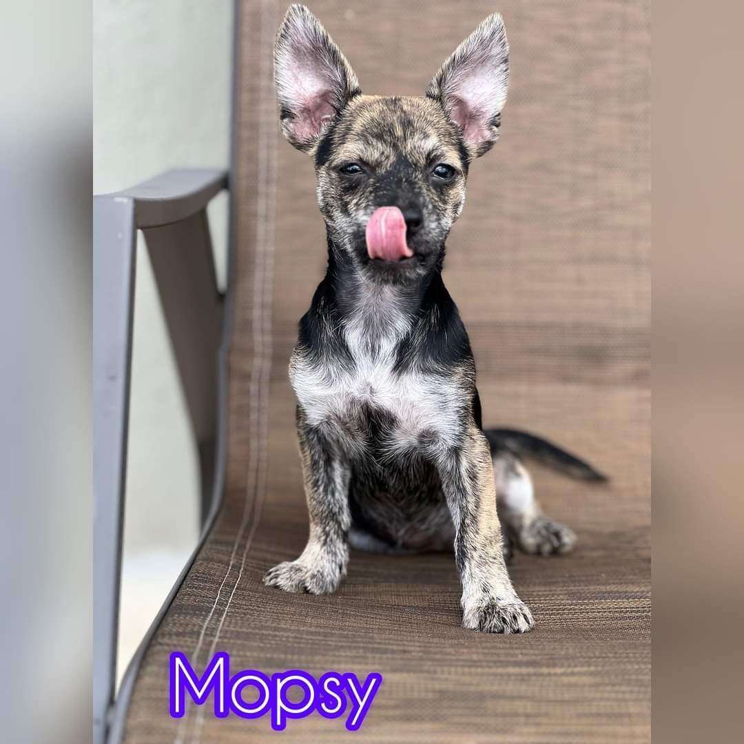 Mopsy, Adopted, Puppy Female Chiweenie & Rat Terrier.
