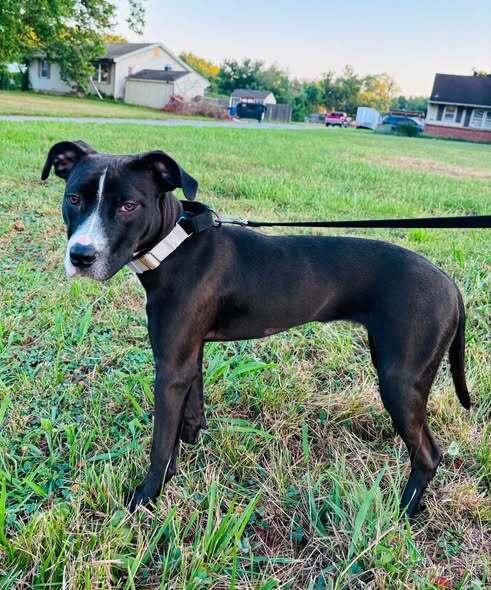 Skyy, Adoptable, Puppy Female Mixed Breed.