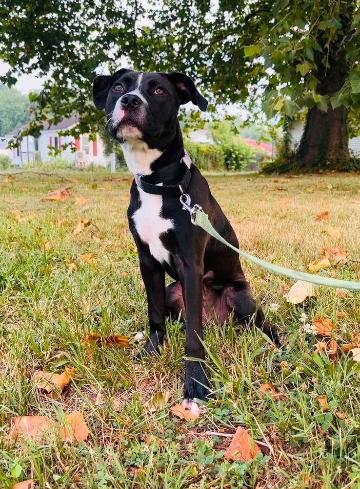 Enlarge Skyy, a Adoptable mixed breed in Milton, DE image 2/5