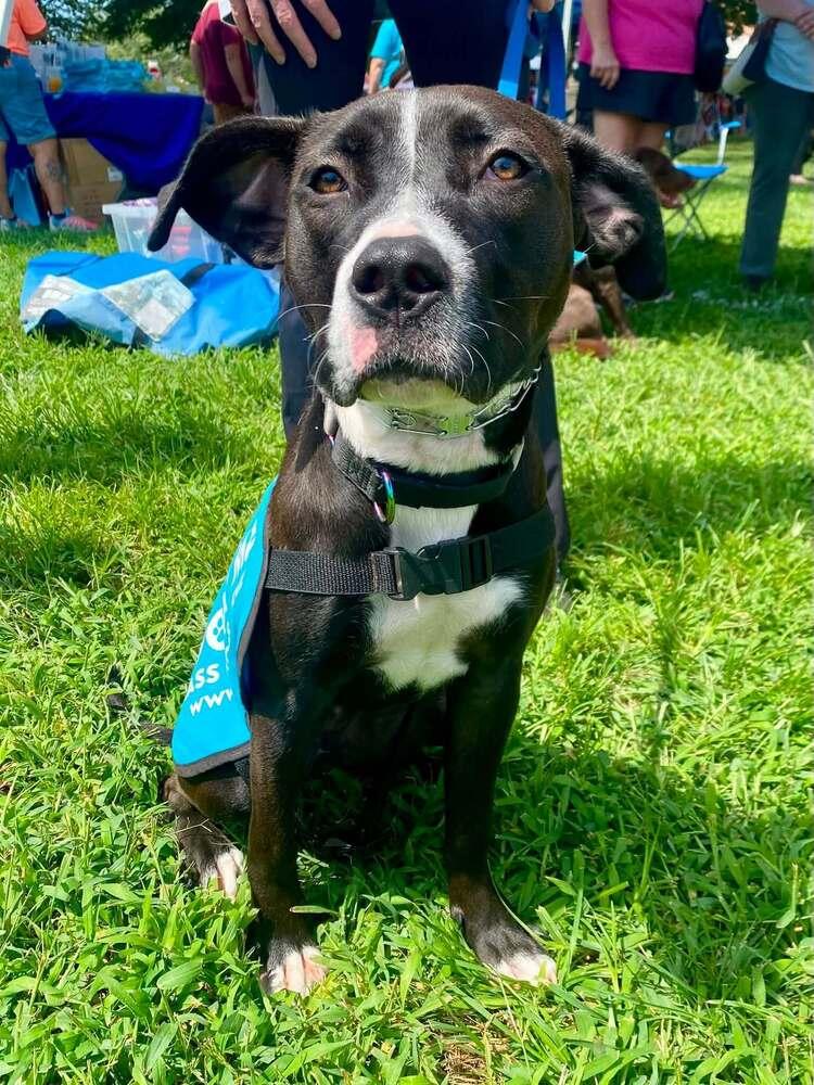 Enlarge Skyy, a Adoptable mixed breed in Milton, DE image 3/5