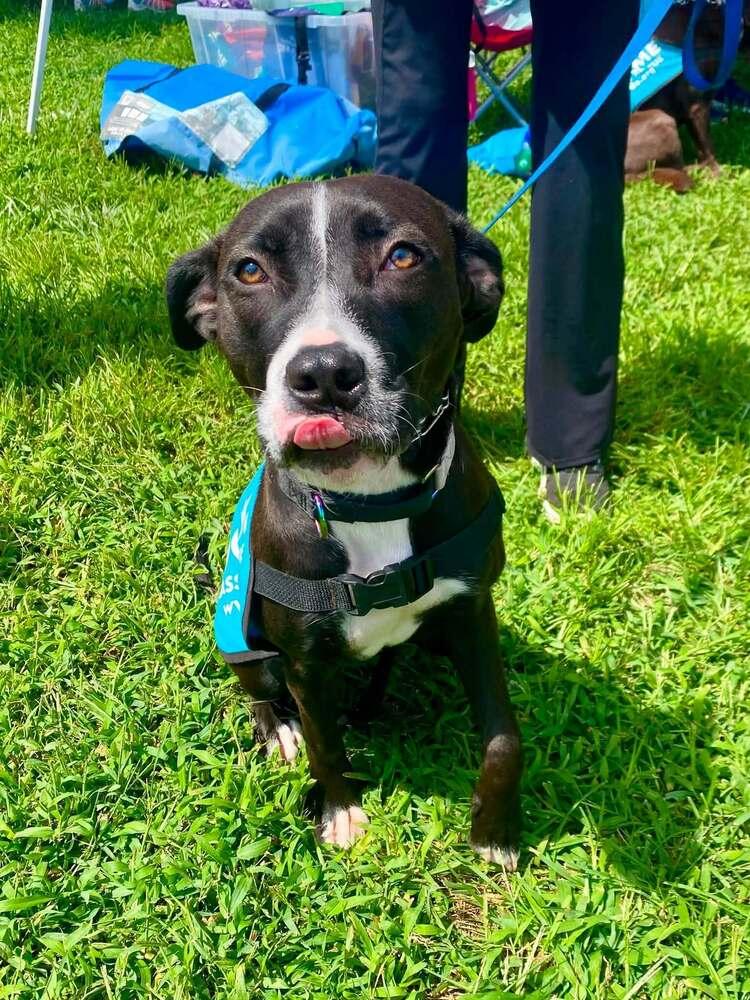 Enlarge Skyy, a Adoptable mixed breed in Milton, DE image 4/5