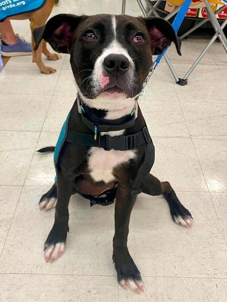 Enlarge Skyy, a Adoptable mixed breed in Milton, DE image 5/5
