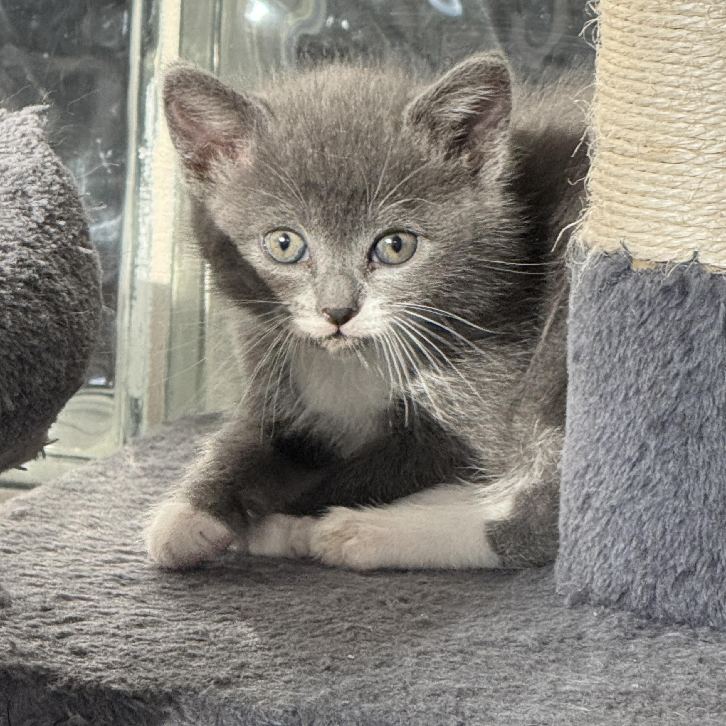 Nomad, a ADOPTABLE Domestic Short Hair in Milwaukee, WI image 2/4