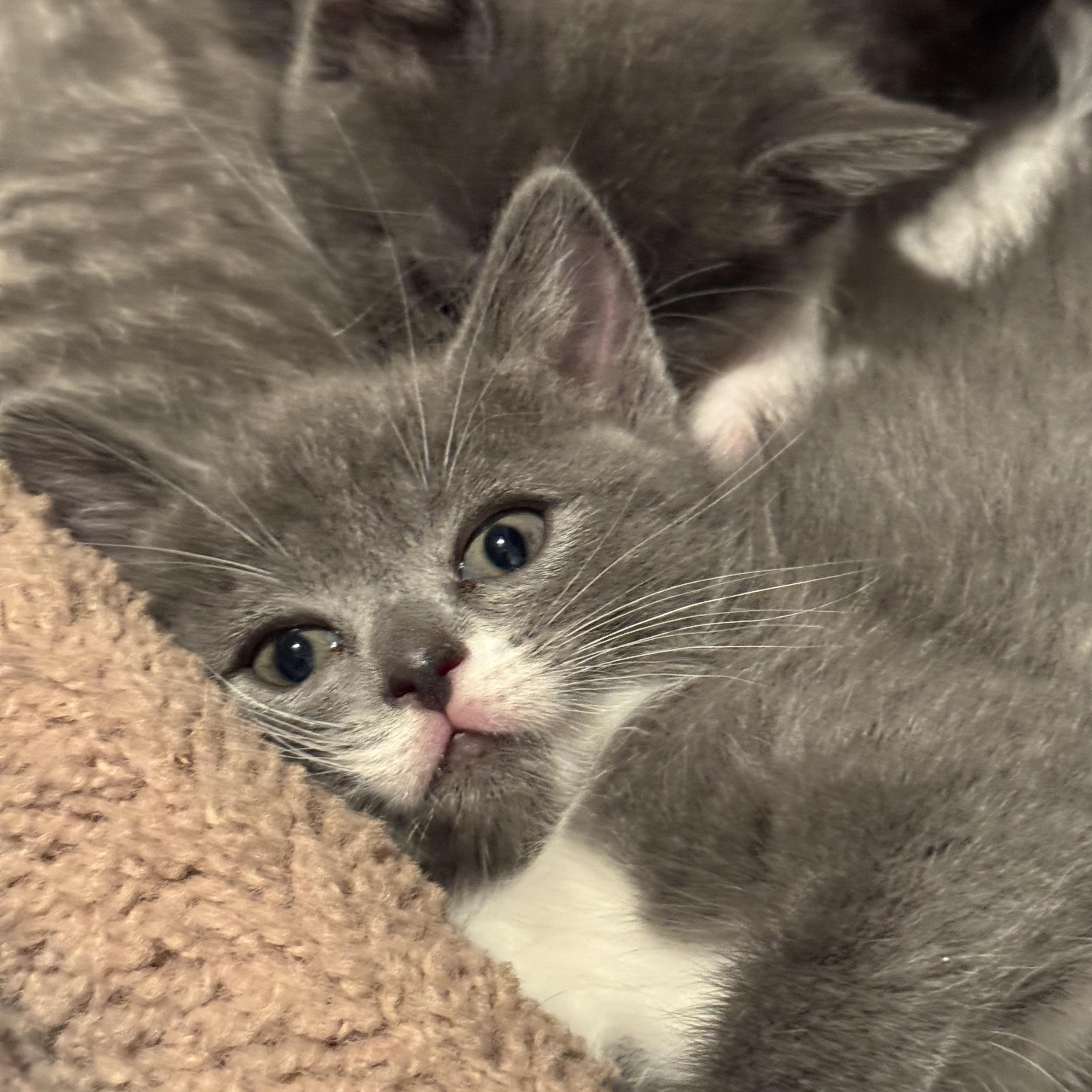 Nomad, a ADOPTABLE Domestic Short Hair in Milwaukee, WI image 3/4