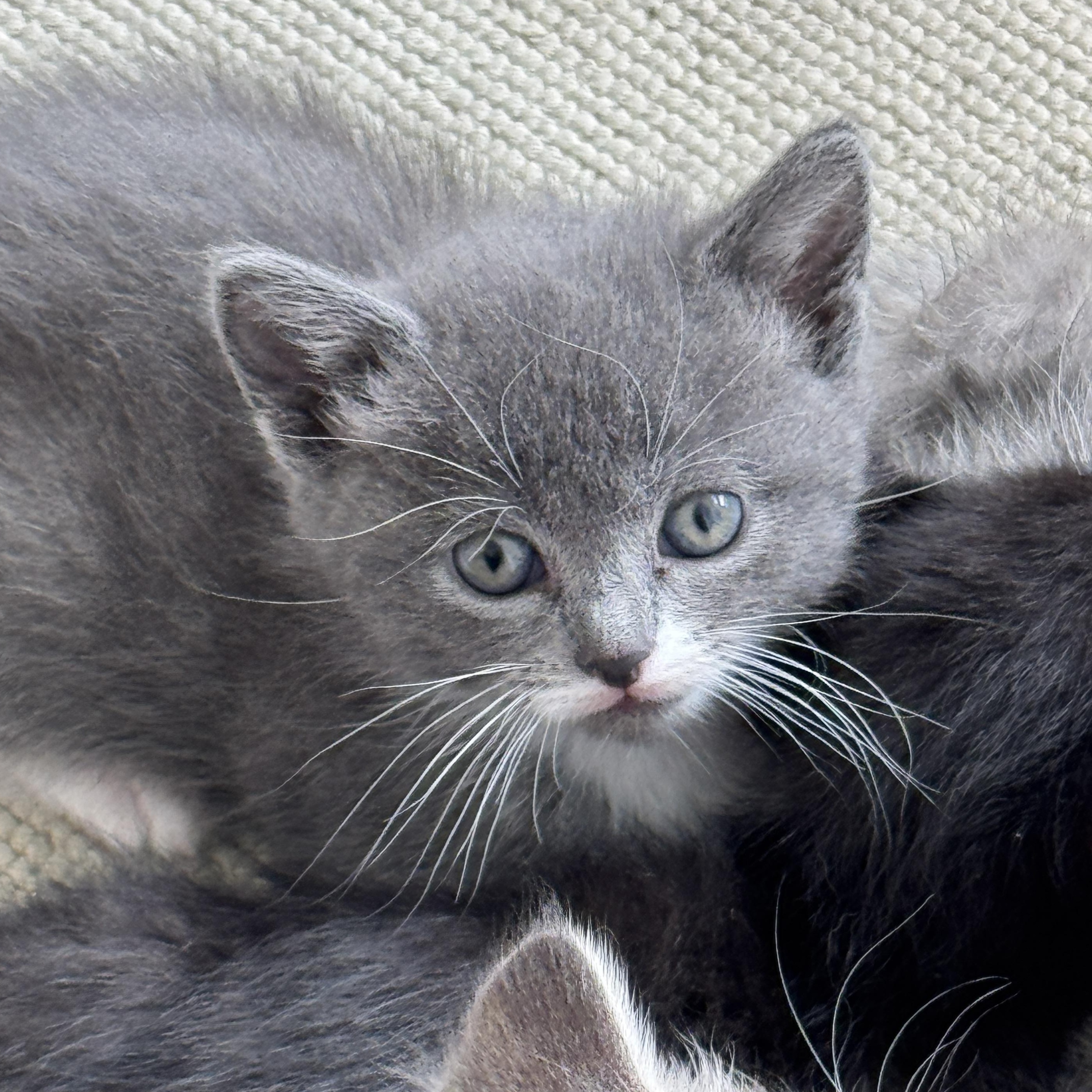 Nomad, a ADOPTABLE Domestic Short Hair in Milwaukee, WI image 1/4