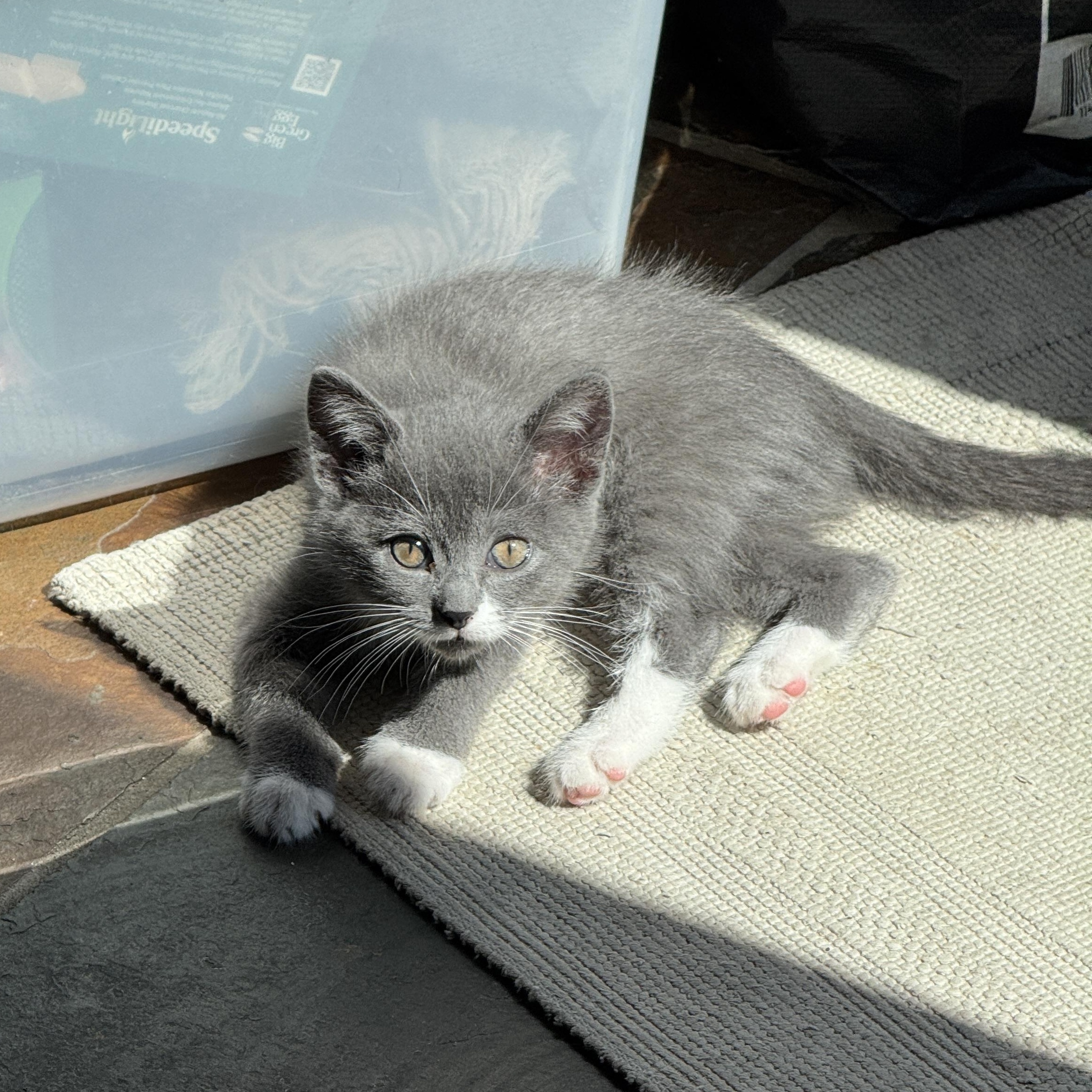 Nomad, a ADOPTABLE Domestic Short Hair in Milwaukee, WI image 4/4