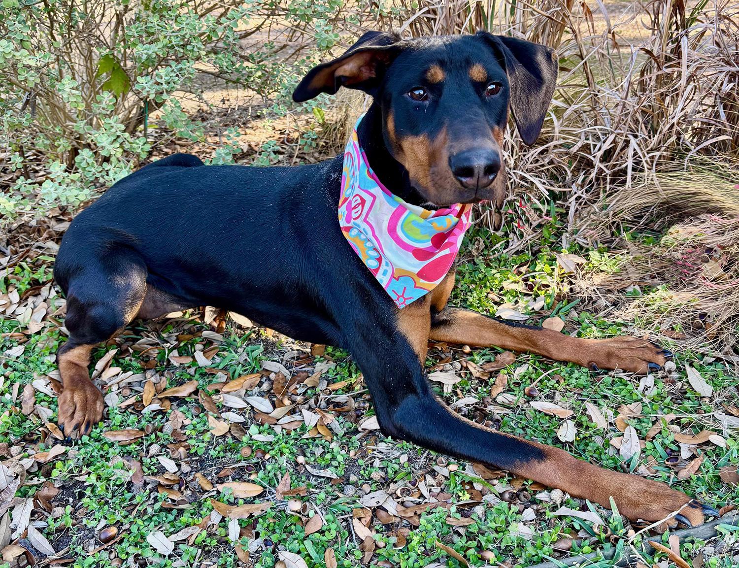 PIPER - SUCH A SWEET GIRL! — thumbnail 2