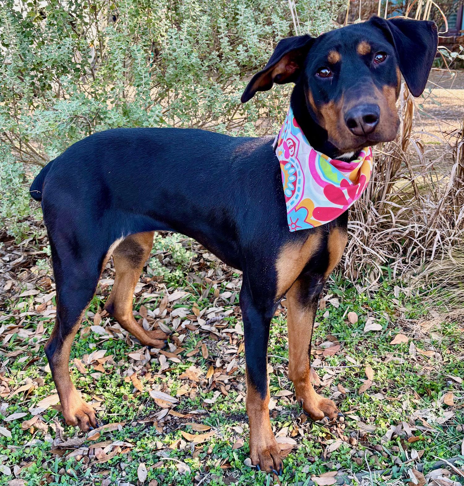 PIPER - SUCH A SWEET GIRL! — thumbnail 3