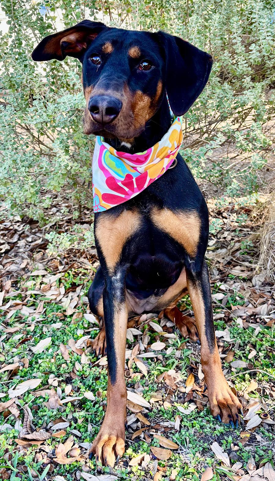 PIPER - SUCH A SWEET GIRL! — thumbnail 6