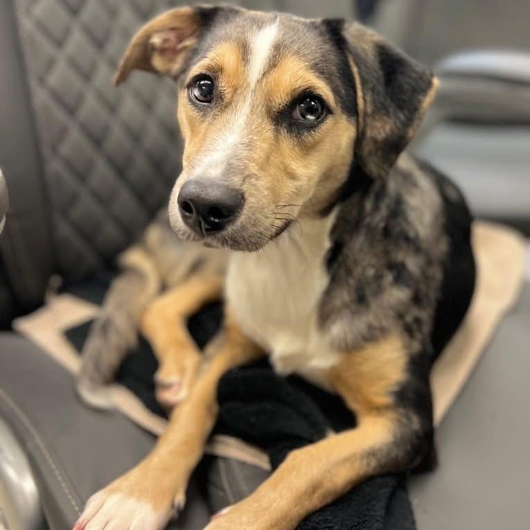 Enlarge Paisley , a ADOPTABLE mixed breed in West Orange, NJ image 3/6