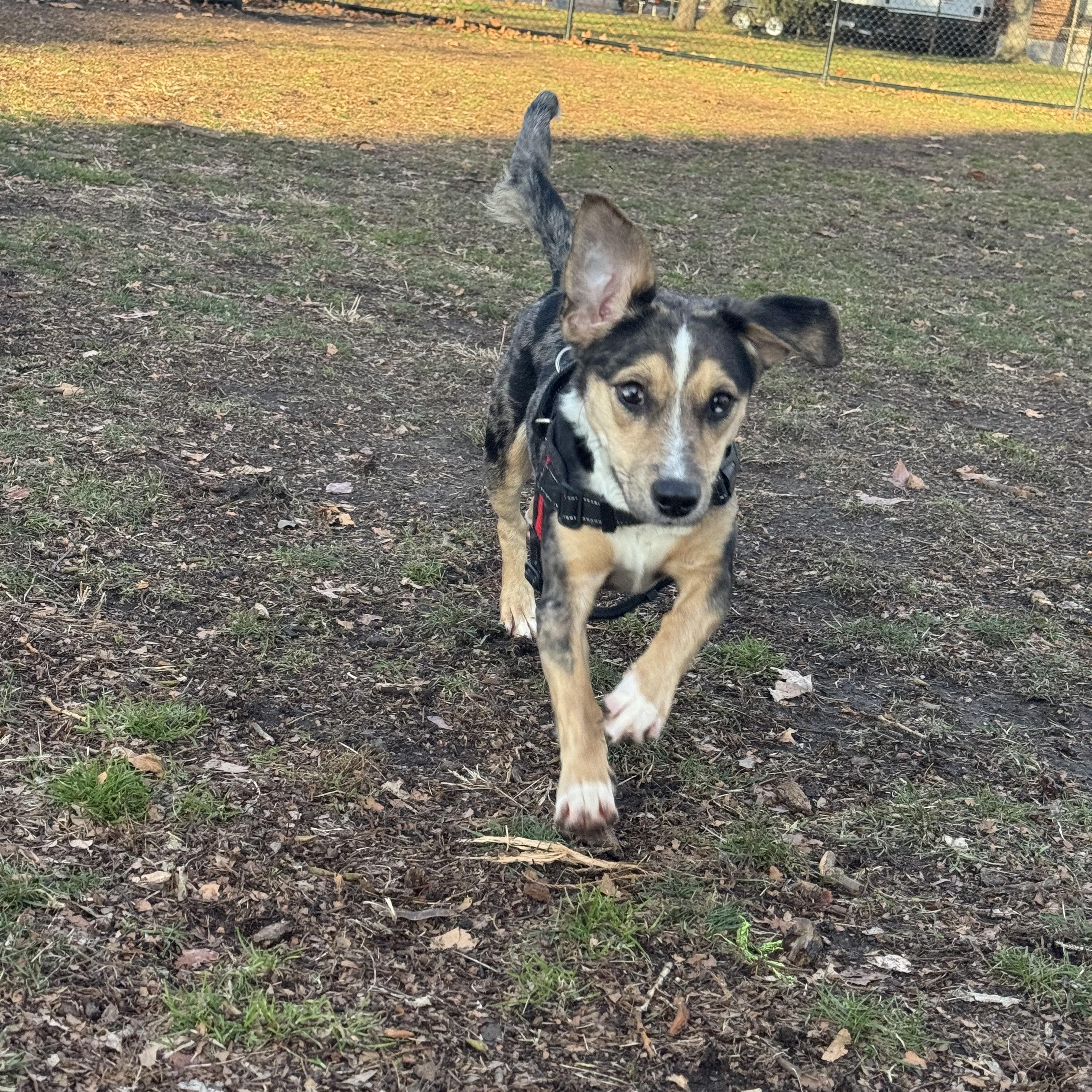Enlarge Paisley , a ADOPTABLE mixed breed in West Orange, NJ image 5/6