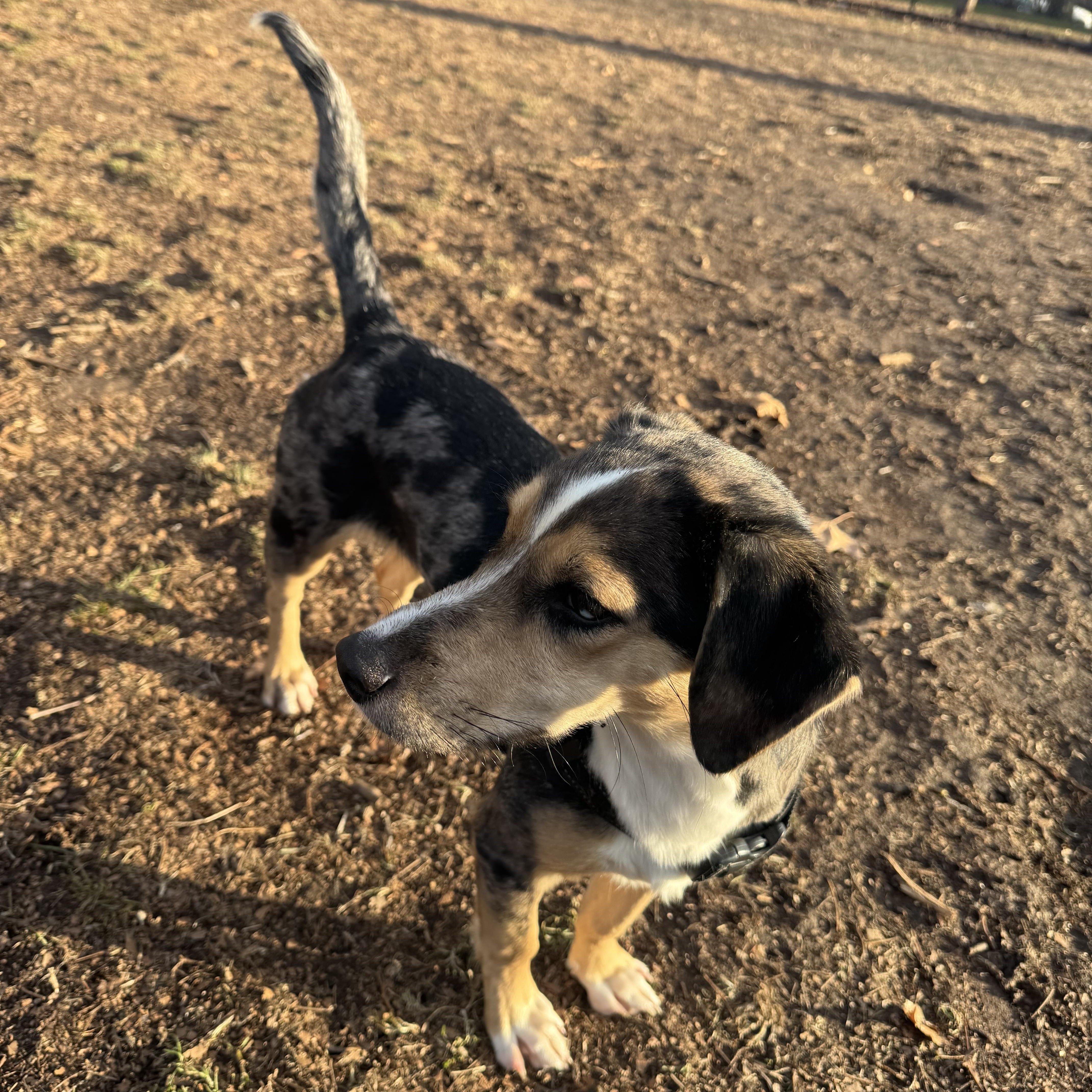Enlarge Paisley , a ADOPTABLE mixed breed in West Orange, NJ image 2/6