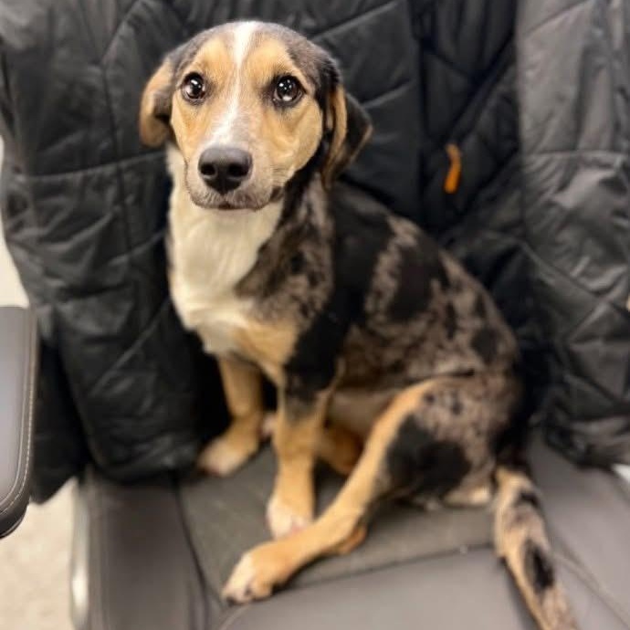 Paisley , ADOPTABLE, Young Female Dachshund & Australian Cattle Dog / Blue Heeler.