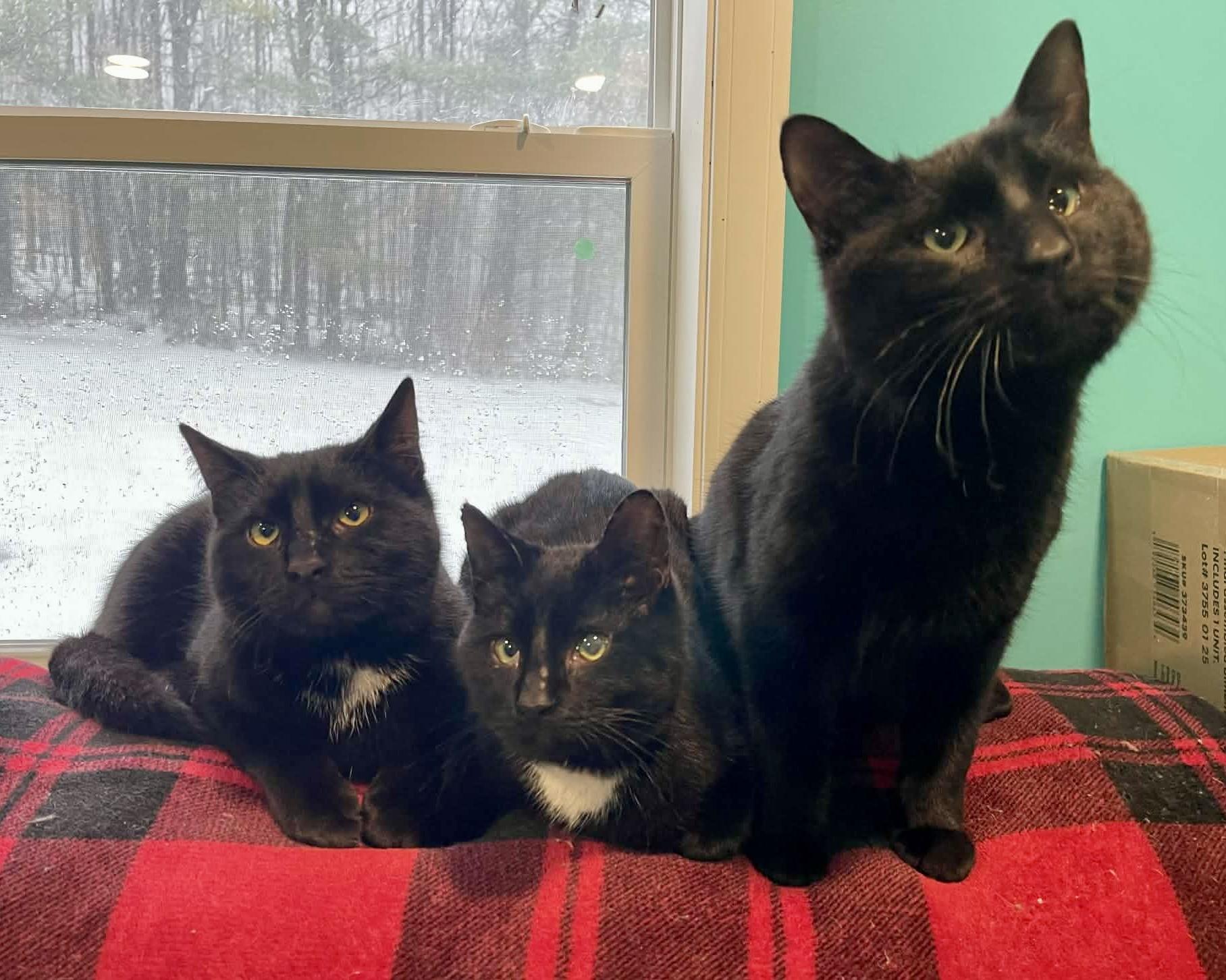 Enlarge Dasher, a ADOPTABLE Domestic Short Hair in Frewsburg, NY image 3/3