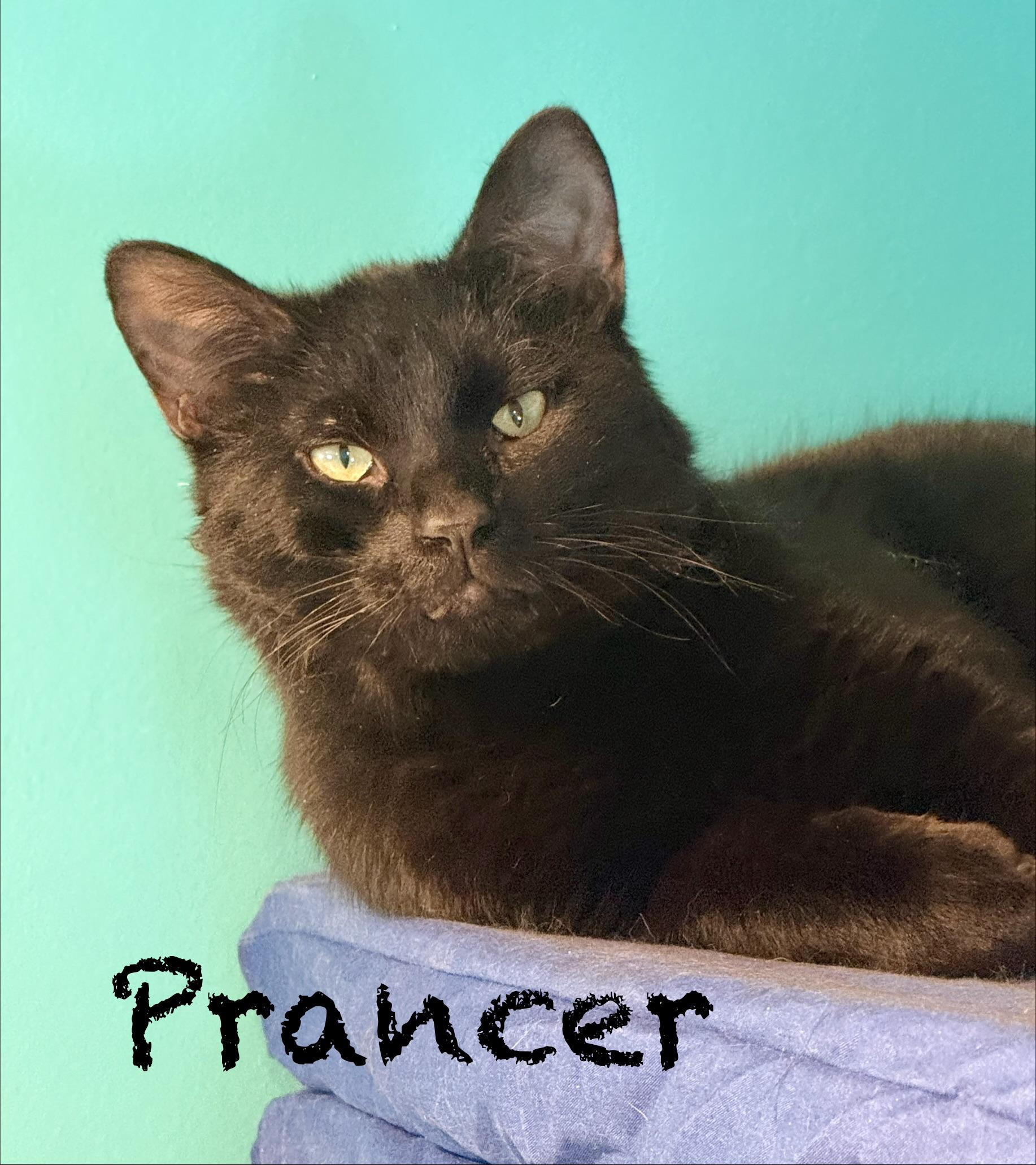Enlarge Dasher & Prancer (bonded bros), a ADOPTABLE Domestic Short Hair in Frewsburg, NY image 4/4