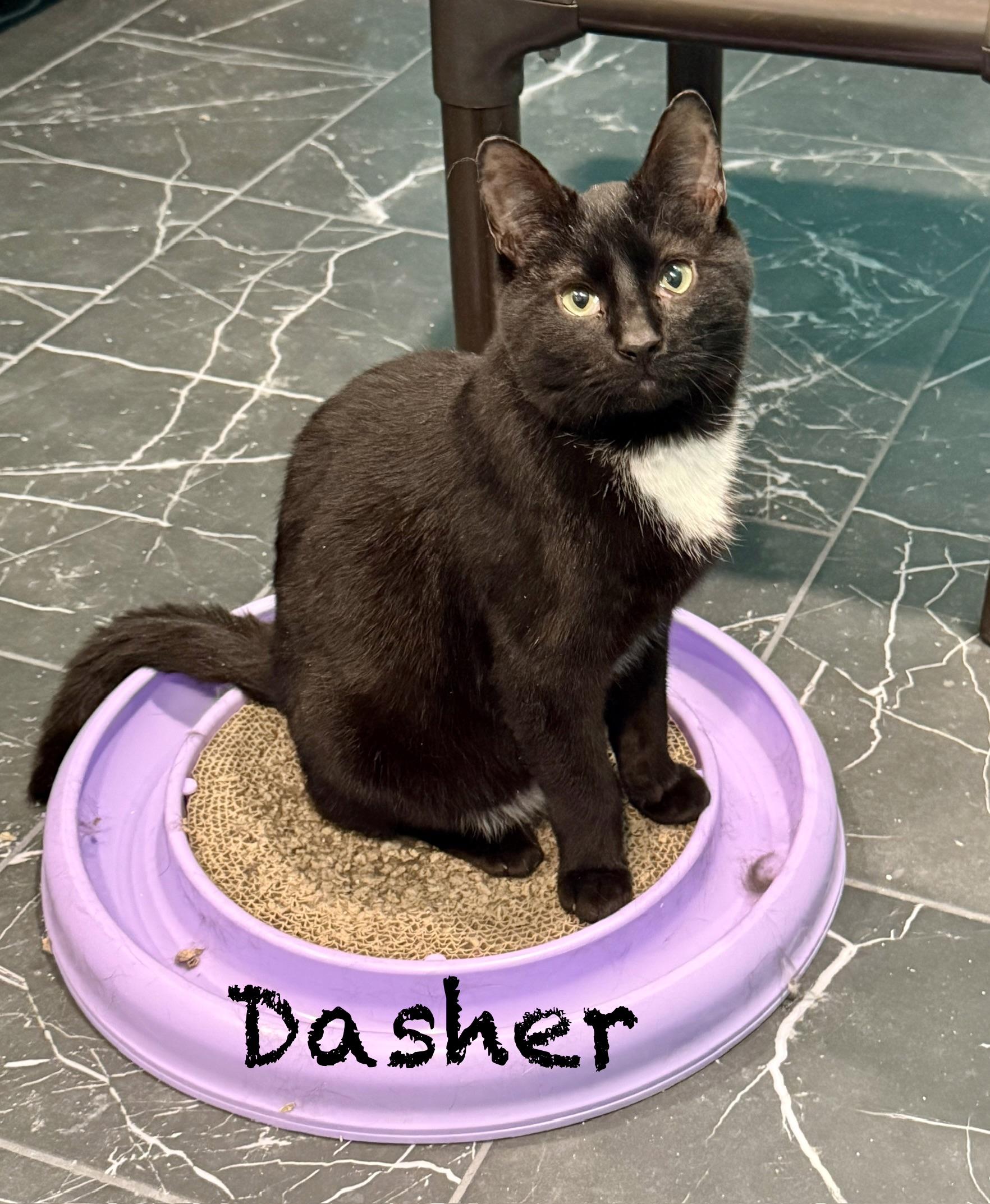 Dasher, ADOPTABLE, Kitten Male Domestic Short Hair.