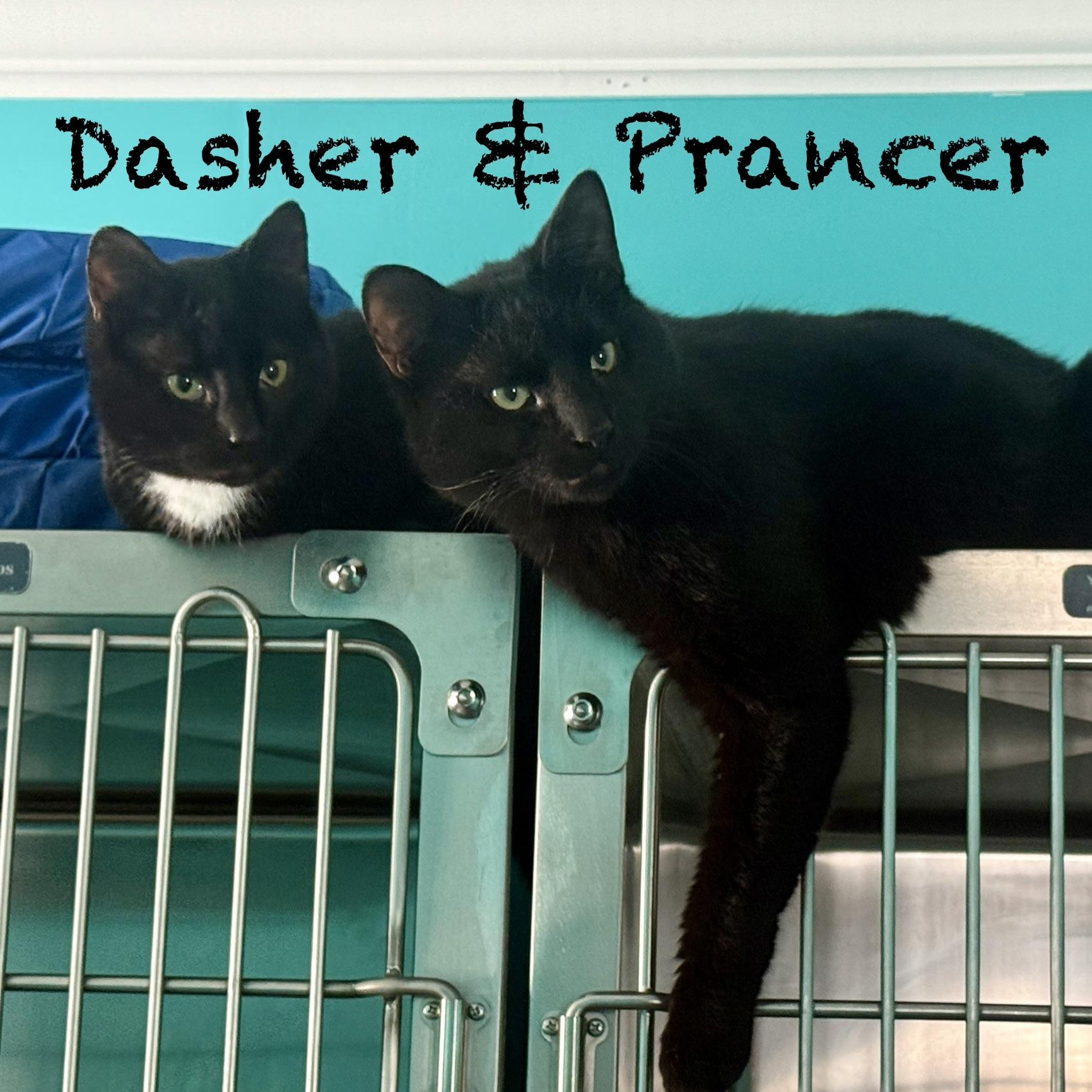 Dasher & Prancer (bonded bros), ADOPTABLE, Kitten Male Domestic Short Hair.
