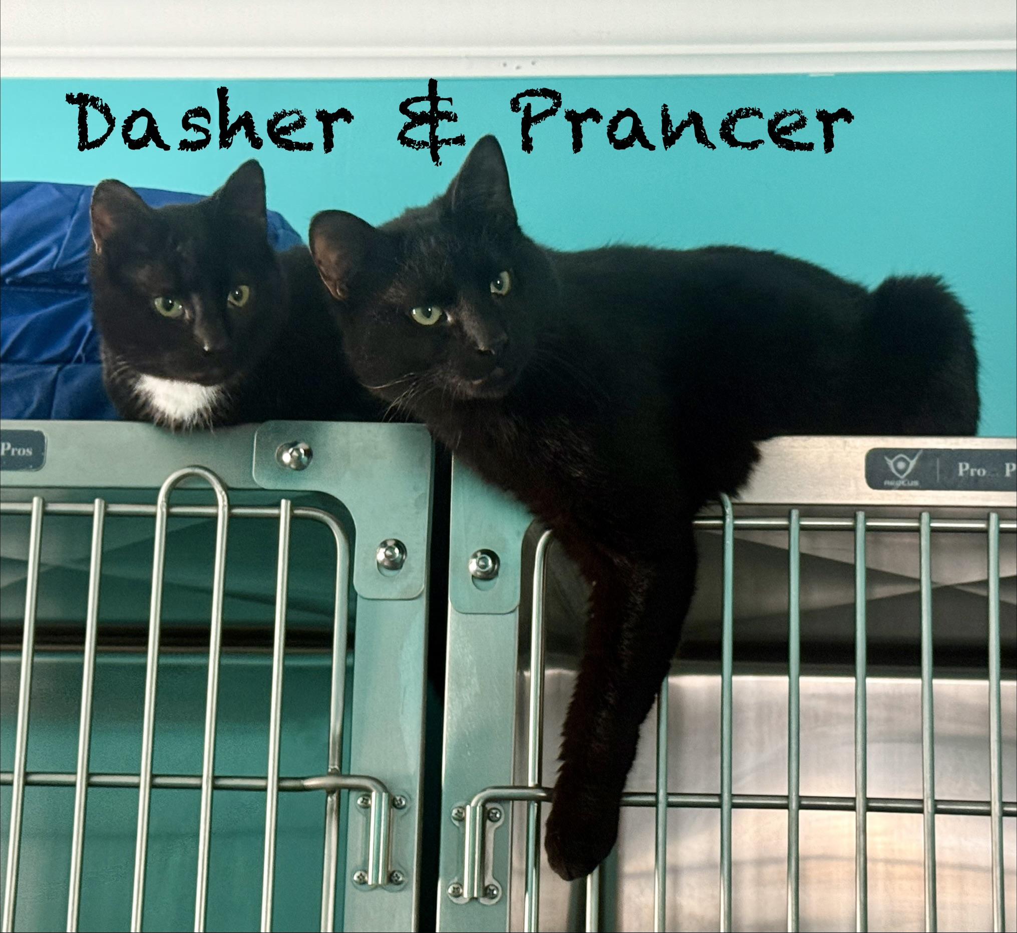 Enlarge Dasher, a ADOPTABLE Domestic Short Hair in Frewsburg, NY image 2/4