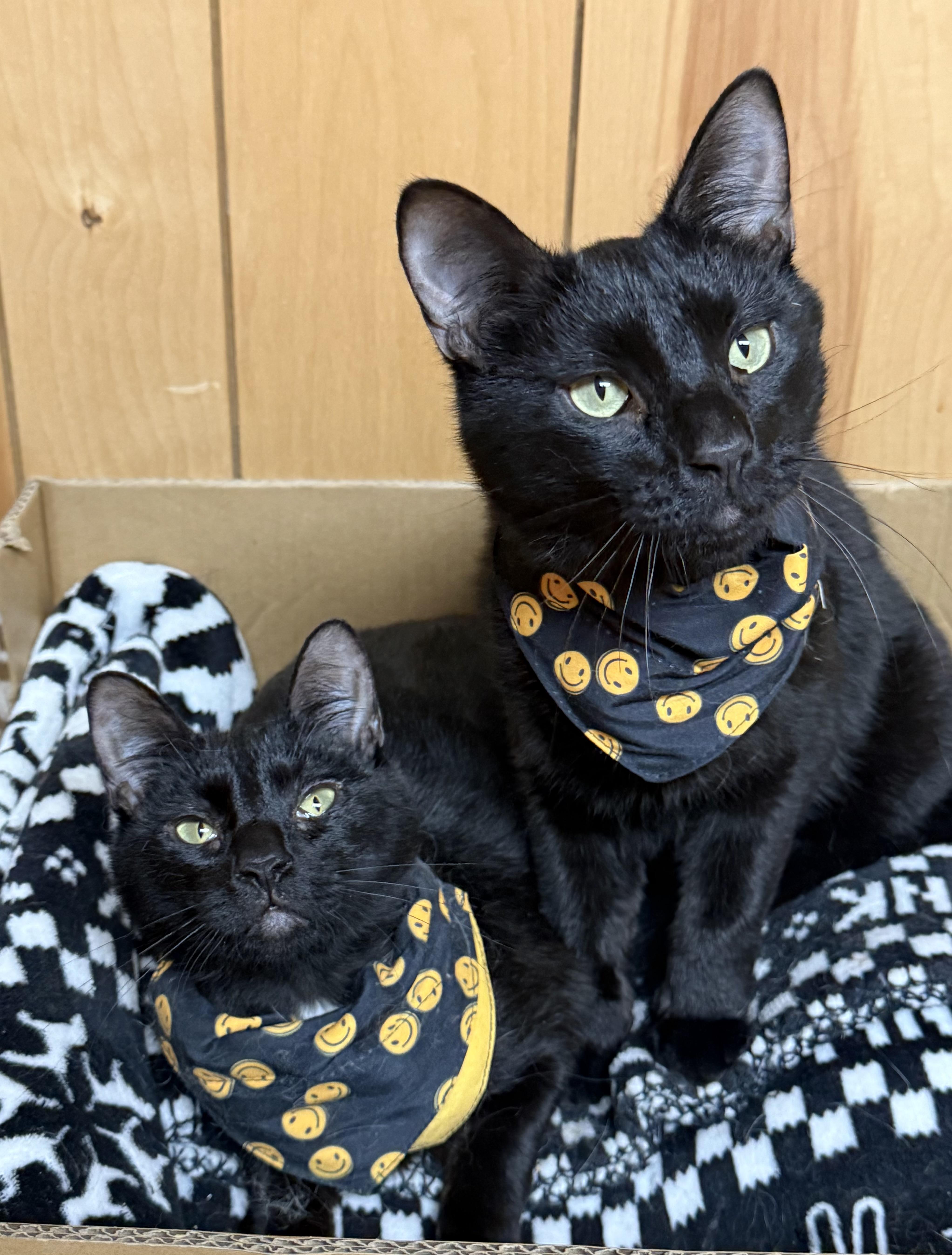 Dasher & Prancer (bonded bros), ADOPTABLE, Kitten Male Domestic Short Hair.
