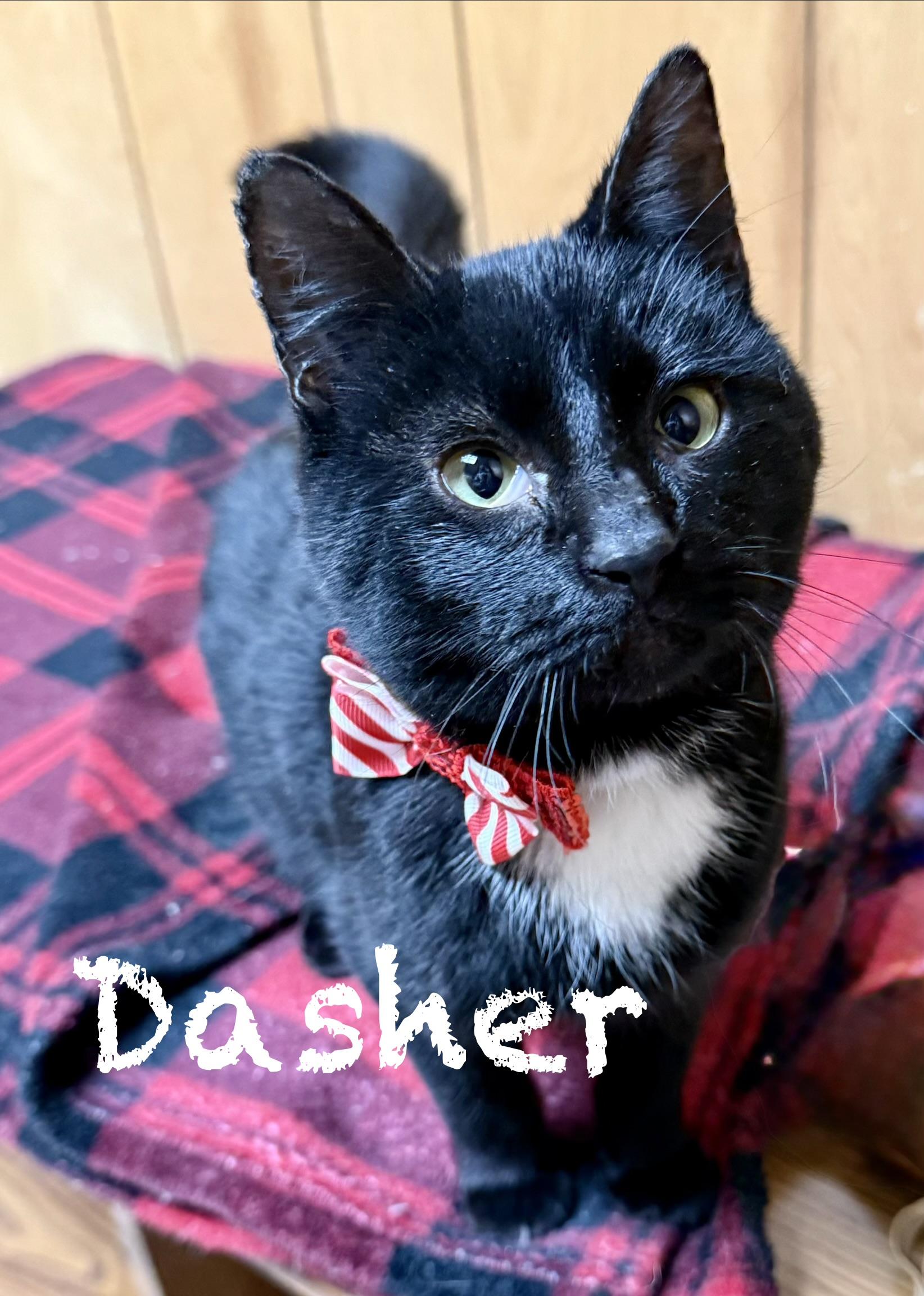 Enlarge Dasher, a ADOPTABLE Domestic Short Hair in Frewsburg, NY image 1/3