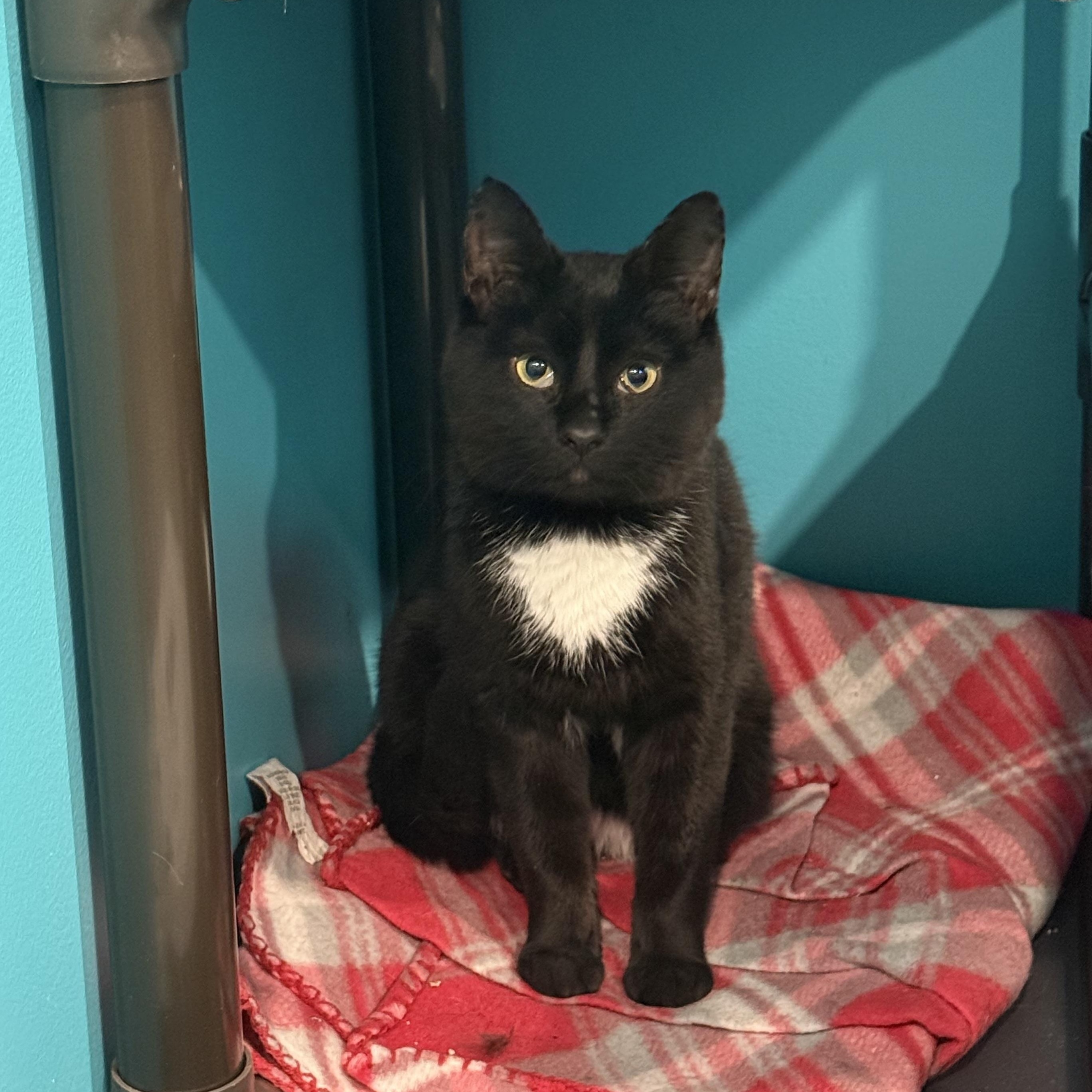 Enlarge Dasher, a ADOPTABLE Domestic Short Hair in Frewsburg, NY image 2/3